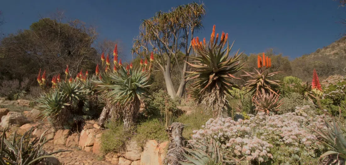 Walter Sisulu 国家植物园,约翰内斯堡