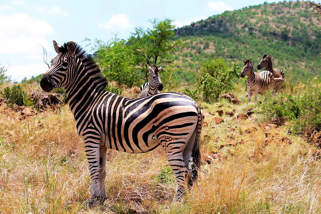 Africa Moja Tours & Safaris, Johannesburg