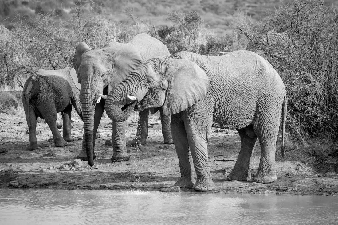 Shepherd's Tree Game Lodge, Johannesburg