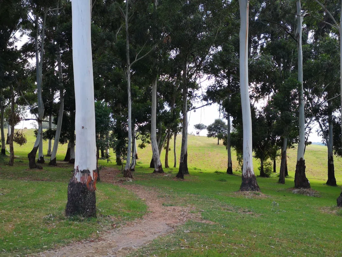 James & Ethel Gray Park (Melrose Bird Sanctuary), Johannesburg