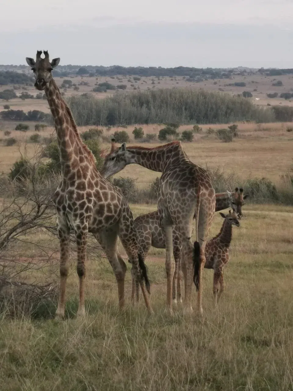 Segwati Getaways Ranch, Johannesburg
