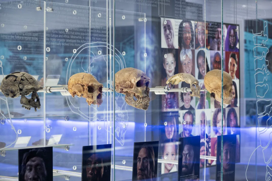 Sterkfontein-Höhlen, Johannesburg
