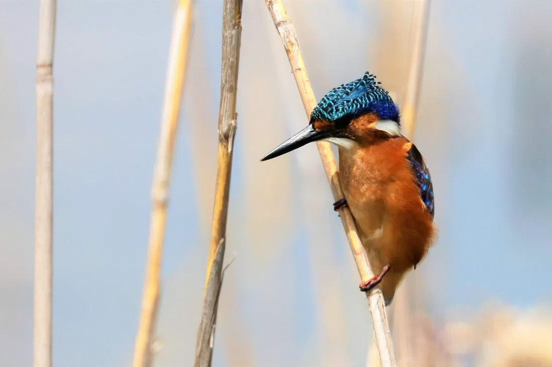 Marievale Bird Sanctuary, Johannesburg