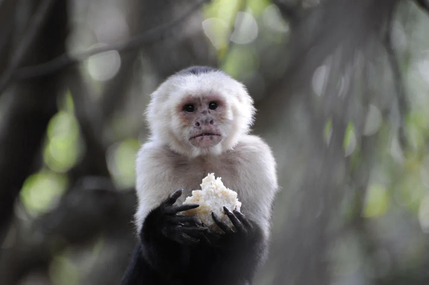 Bush Babies Monkey Sanctuary, Johannesburg