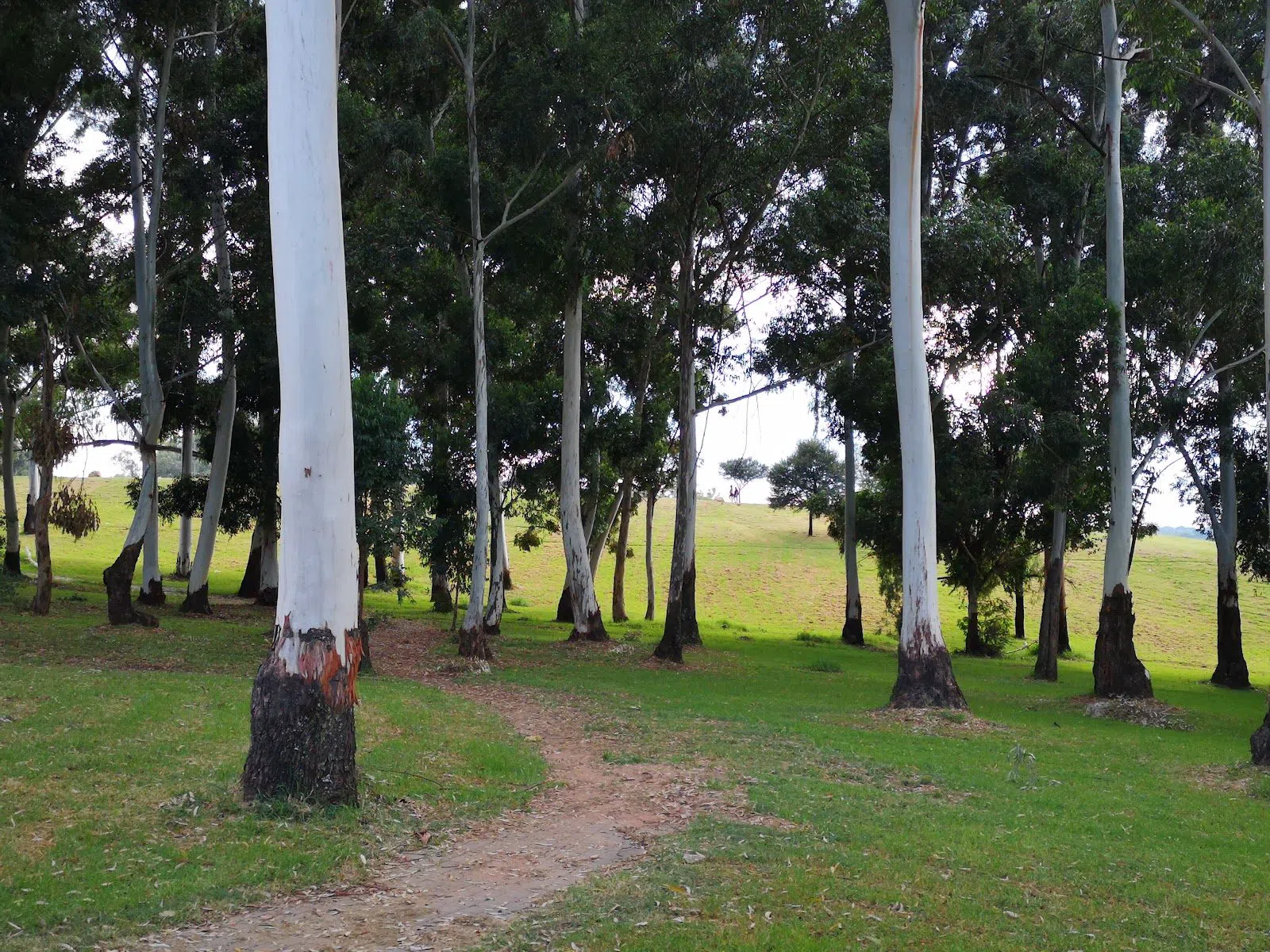 James & Ethel Gray Park (Melrose Bird Sanctuary), Johannesburg
