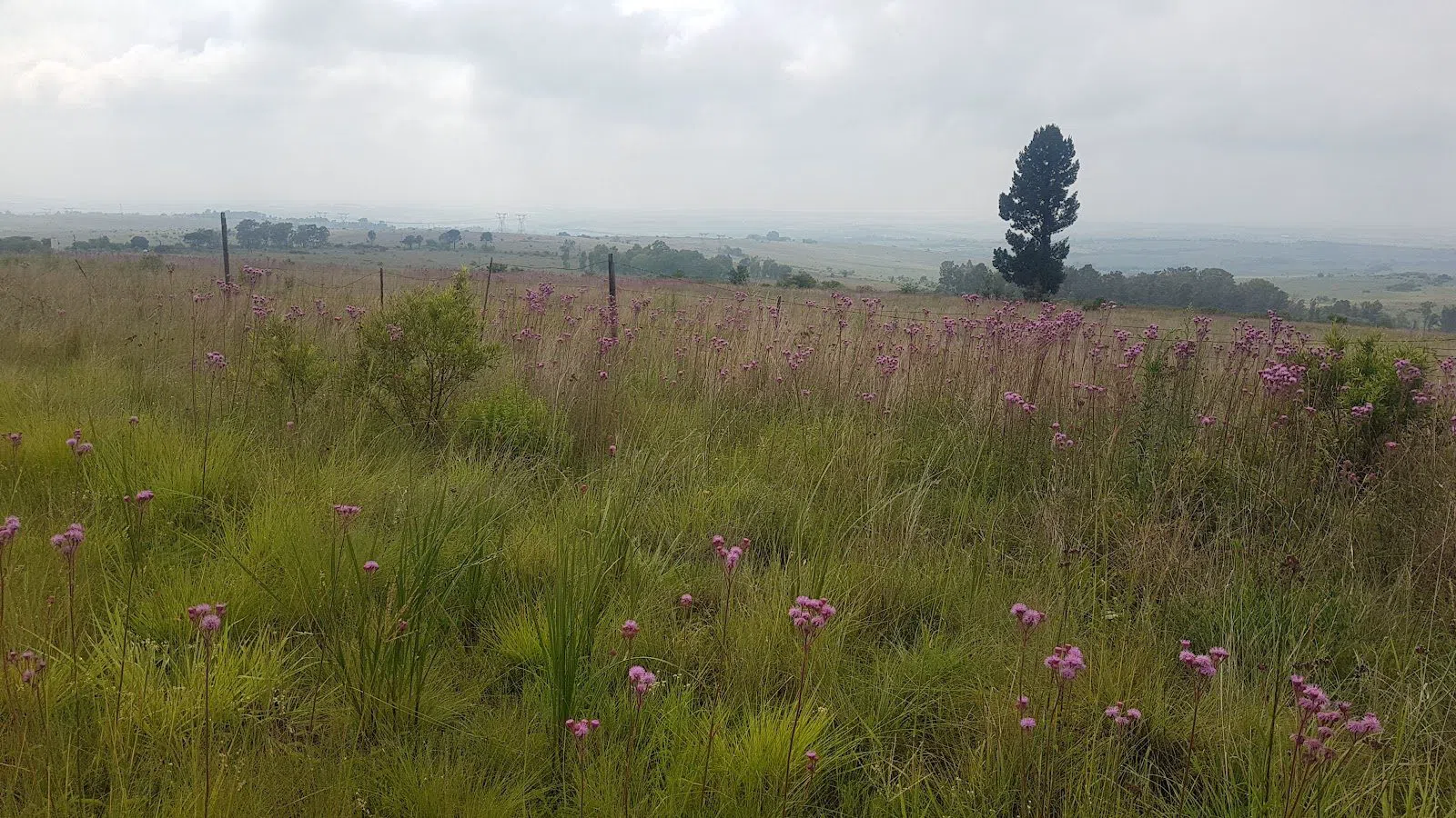 The Cradle Nature Reserve, Johannesburg