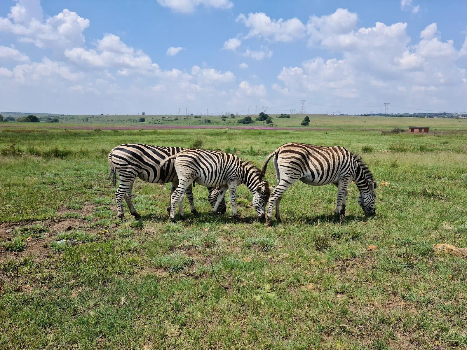 Rietvlei Nature Reserve, Johannesburg
