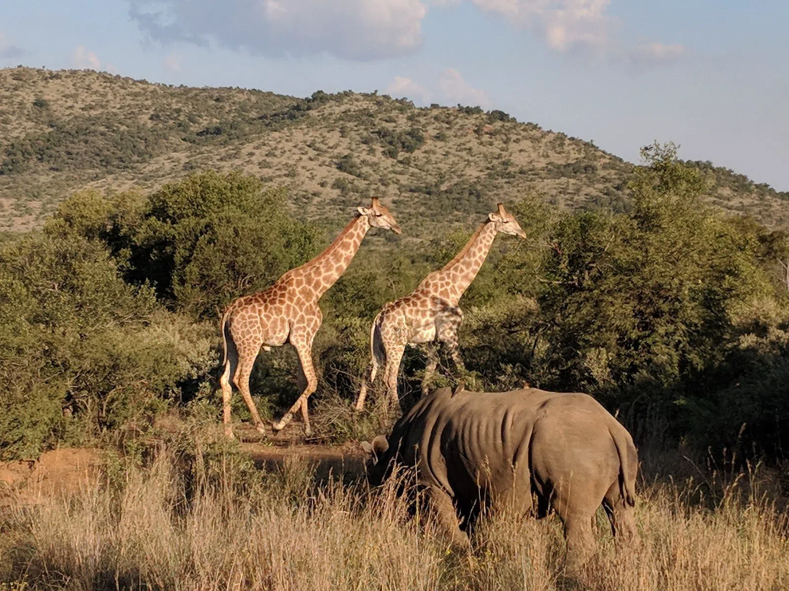 Pilanesberg National Park, Johannesburg