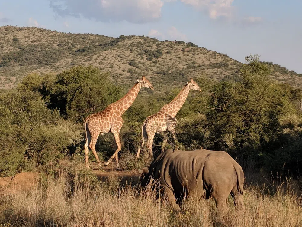 Pilanesberg's Big Five on a Day Run from Johannesburg